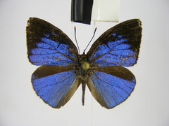 Stempfferia ciconia mongiro
