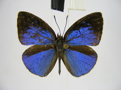 Stempfferia ciconia mongiro