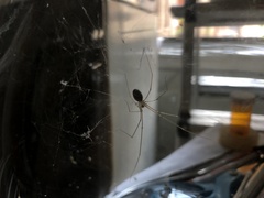 Pholcus phalangioides