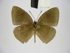 Stempfferia ciconia mongiro