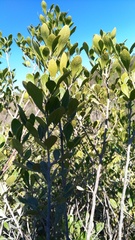 Searsia laevigata laevigata