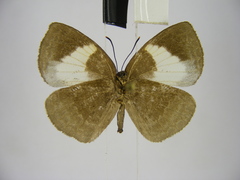 Stempfferia ciconia mongiro