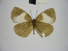 Stempfferia ciconia mongiro