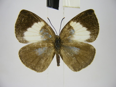 Stempfferia ciconia mongiro