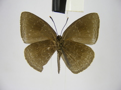Stempfferia ciconia mongiro