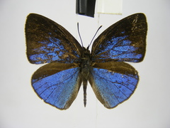 Stempfferia ciconia mongiro