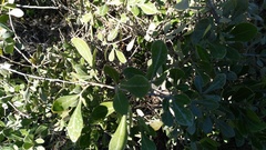 Searsia laevigata laevigata