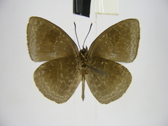 Stempfferia ciconia mongiro