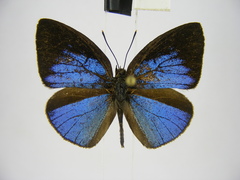 Stempfferia ciconia mongiro