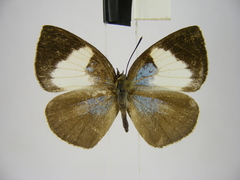Stempfferia ciconia mongiro