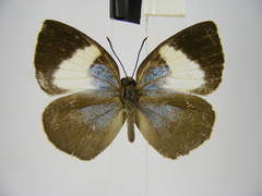 Stempfferia ciconia mongiro