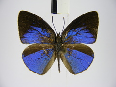 Stempfferia ciconia mongiro