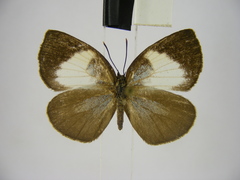 Stempfferia ciconia mongiro