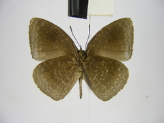 Stempfferia ciconia mongiro