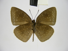 Stempfferia ciconia mongiro