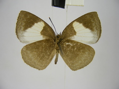 Stempfferia ciconia mongiro