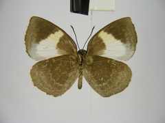 Stempfferia ciconia mongiro