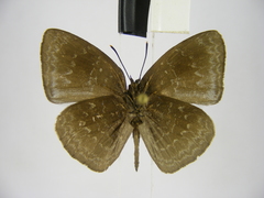 Stempfferia ciconia mongiro