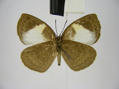 Stempfferia ciconia mongiro