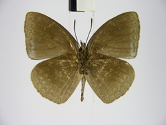 Stempfferia ciconia mongiro