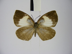 Stempfferia ciconia mongiro