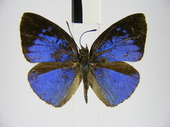 Stempfferia ciconia mongiro