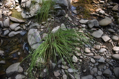 Carex harfordii
