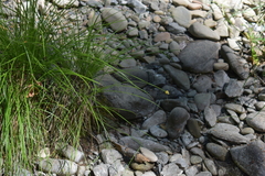 Carex harfordii