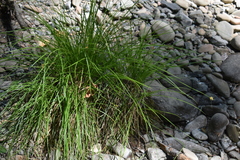 Carex harfordii