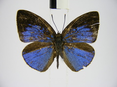 Stempfferia ciconia mongiro
