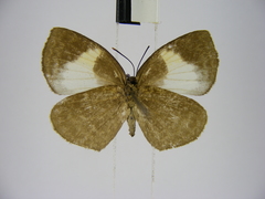 Stempfferia ciconia mongiro
