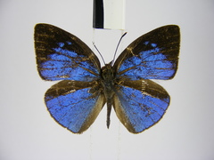 Stempfferia ciconia mongiro
