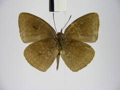 Stempfferia ciconia mongiro