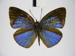 Stempfferia ciconia mongiro