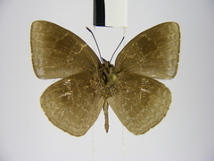 Stempfferia ciconia mongiro