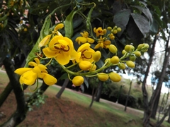 Senna viarum