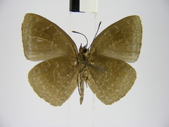 Stempfferia ciconia mongiro