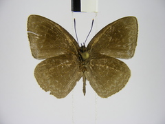 Stempfferia ciconia mongiro