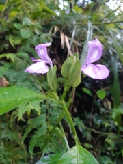 Dicliptera tinctoria