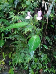 Dicliptera tinctoria