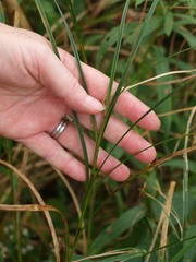 Carex trichocarpa