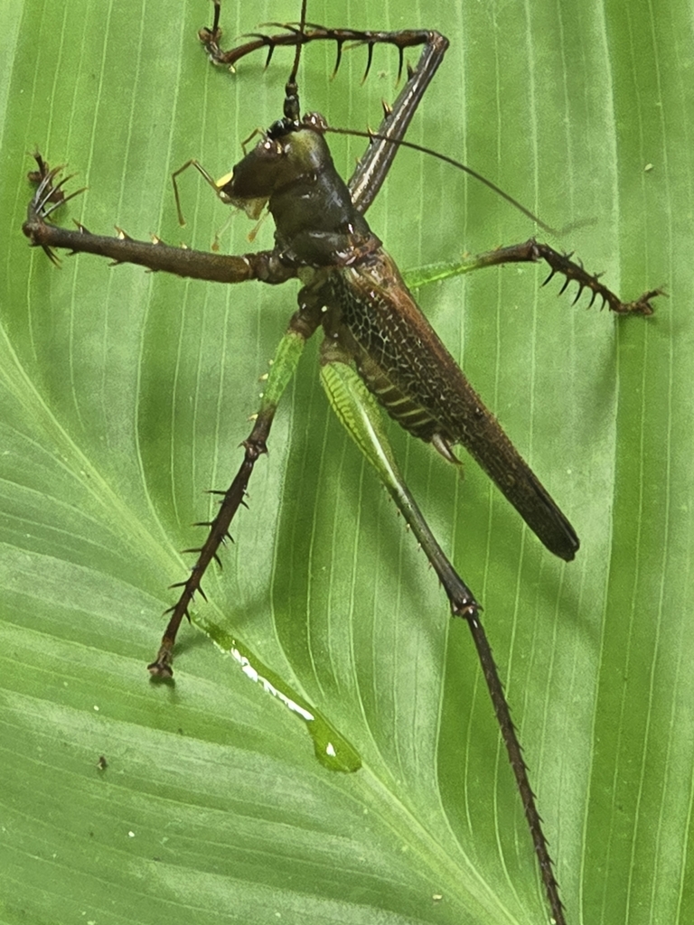Venatorellus viridipedes