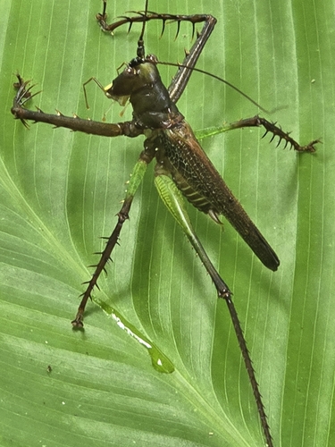 Venatorellus viridipedes