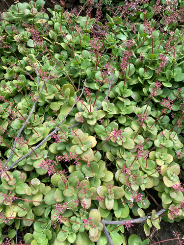 Crassula multicava