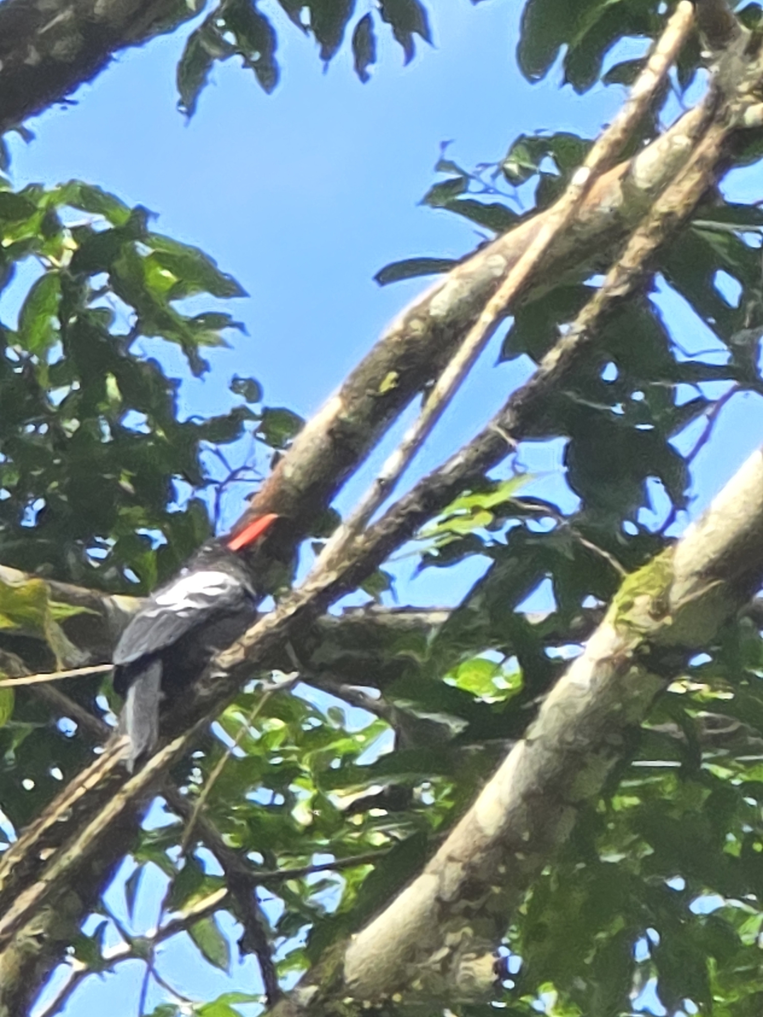 Black Nunbird (Monasa atra), photo 4