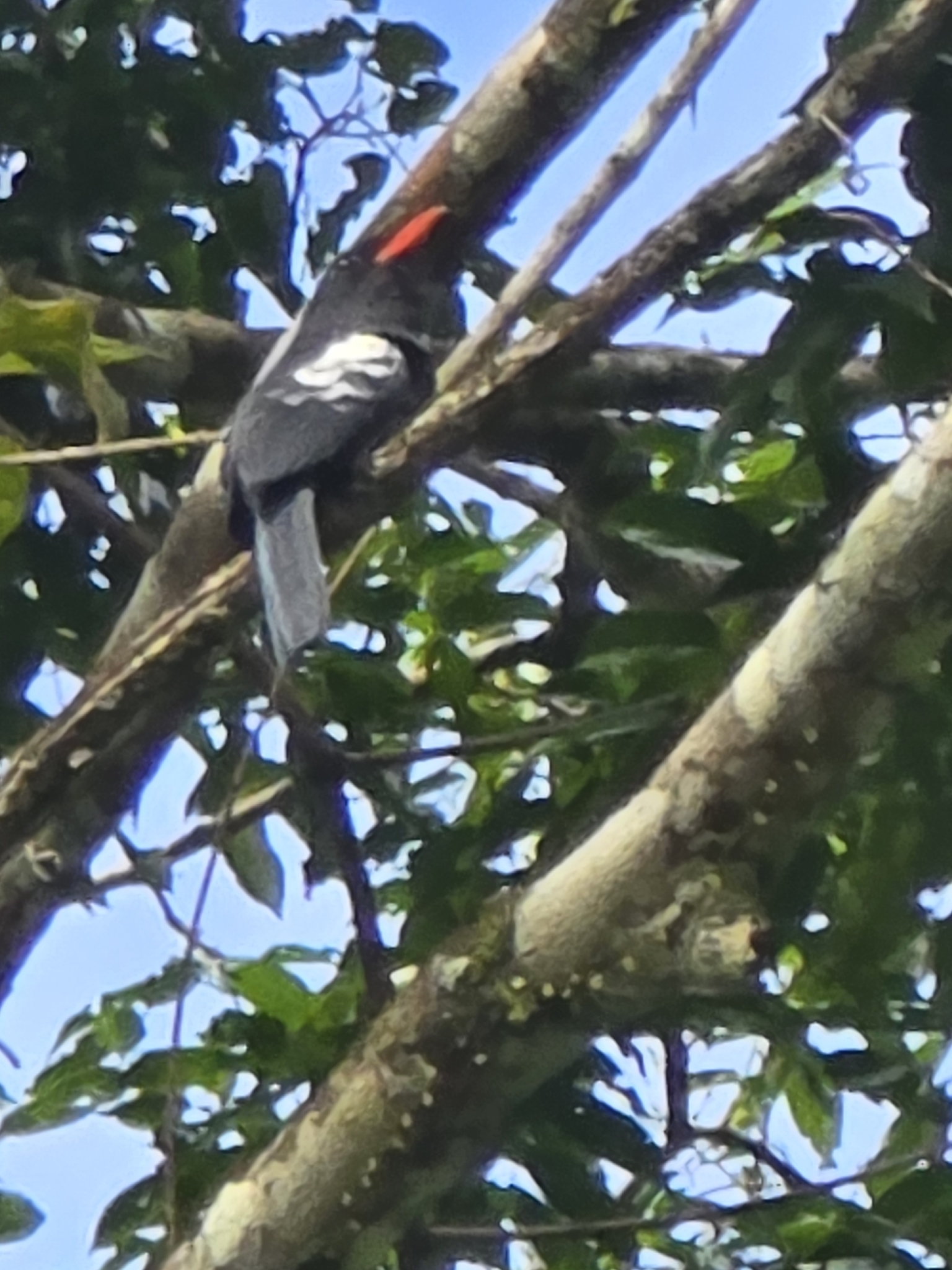 Black Nunbird (Monasa atra), photo 5