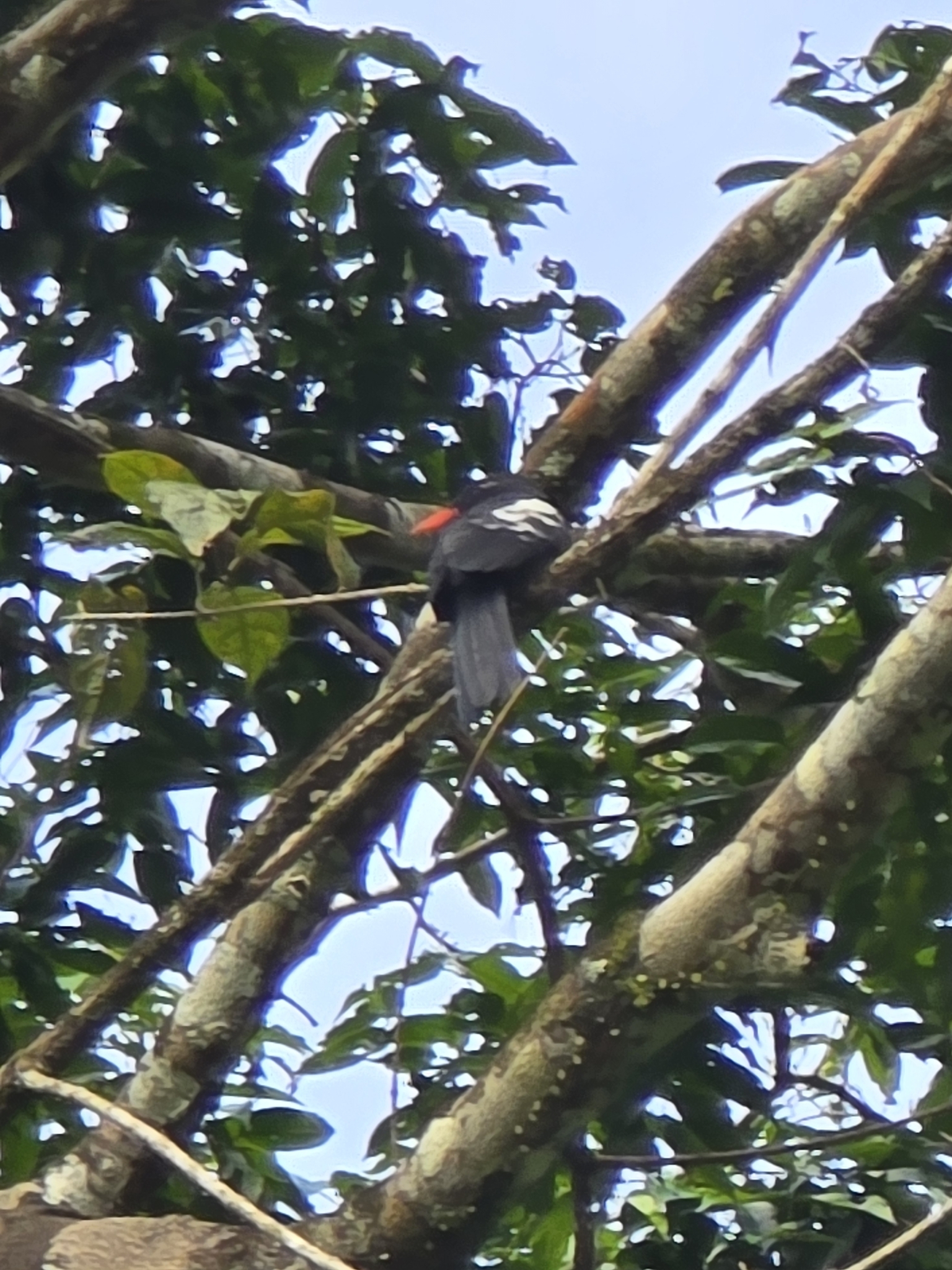 Black Nunbird (Monasa atra), photo 6