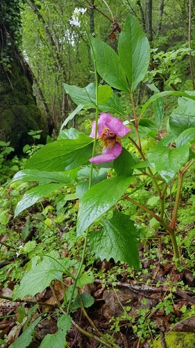 Image of Paeonia mascula by (c) BIONNB, some rights reserved (CC BY)