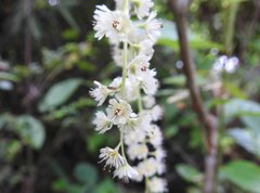 Homalium cochinchinense