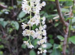Homalium cochinchinense